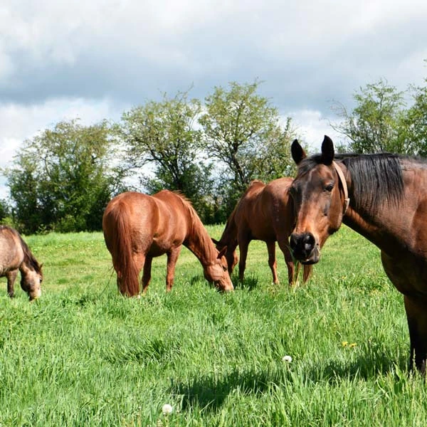 Pension pour chevaux à Sauxillanges, Puy-de-Dôme